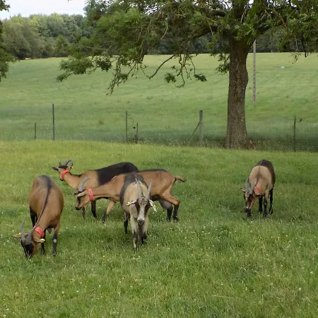 Des Marmouzeaux